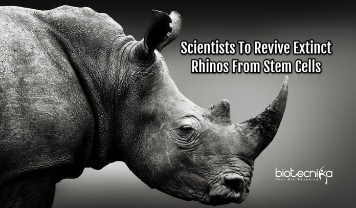 Reviving Rhinos From Stem Cells