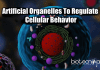 Artificial Organelles Created By Scientists To Regulate Cellular Behavior Scientists Develop Artificial Organelles