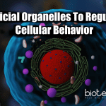 Scientists Develop Artificial Organelles