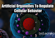 Artificial Organelles Created By Scientists To Regulate Cellular Behavior Scientists Develop Artificial Organelles