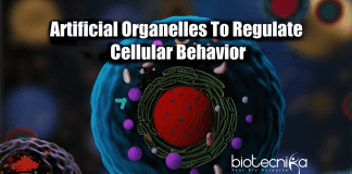 Scientists Develop Artificial Organelles