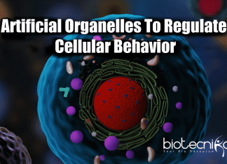Scientists Develop Artificial Organelles