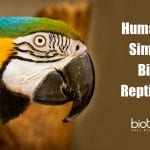 Tears of Birds And Reptiles