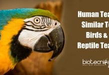 Humans, Birds And Reptiles Have Similar Tear Composition Tears of Birds And Reptiles