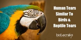 Tears of Birds And Reptiles