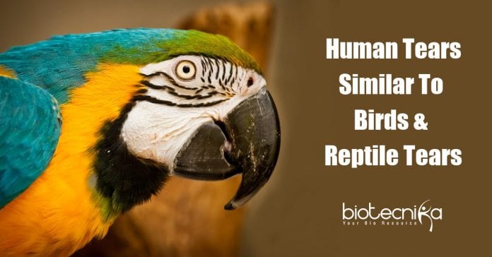 Tears of Birds And Reptiles