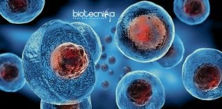 Thermo Fisher Biotech