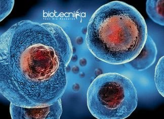 Thermo Fisher Biotech