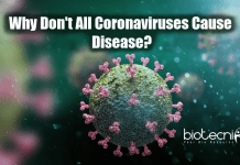 Scientists Explain Why Some Coronaviruses Cause Deadly Disease While Some Doesn’t Why don't all coronaviruses cause diseases