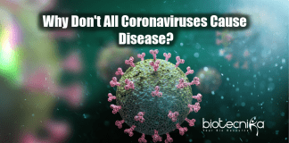 Why don't all coronaviruses cause diseases