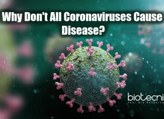 Scientists Explain Why Some Coronaviruses Cause Deadly Disease While Some Doesn’t Why don't all coronaviruses cause diseases