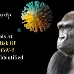 Study Suggests Some Endangered Species May Be At High Risk Of SARS-CoV-2 animals at risk of coronavirus infection