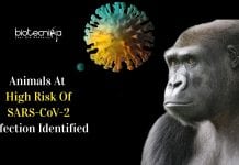 Study Suggests Some Endangered Species May Be At High Risk Of SARS-CoV-2 animals at risk of coronavirus infection
