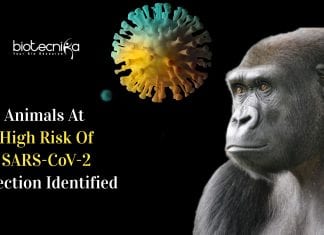 animals at risk of coronavirus infection