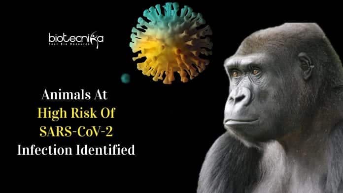 animals at risk of coronavirus infection