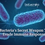 how bacteria evade immune response