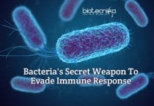 Bacteria’s Secret Weapon To Evade Immune Response Revealed how bacteria evade immune response