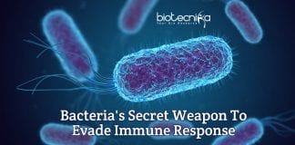 how bacteria evade immune response