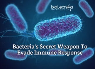Bacteria’s Secret Weapon To Evade Immune Response Revealed how bacteria evade immune response