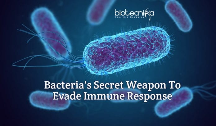how bacteria evade immune response