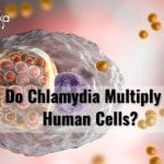 how chlamydia multiply in human cells