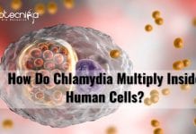 Scientists Reveal How Chlamydia Multiply Within Human Cells how chlamydia multiply in human cells
