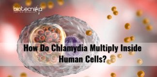 how chlamydia multiply in human cells