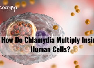 Scientists Reveal How Chlamydia Multiply Within Human Cells how chlamydia multiply in human cells