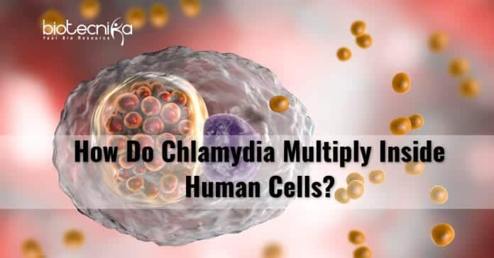 how chlamydia multiply in human cells