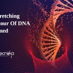 mechanical properties of DNA molecules