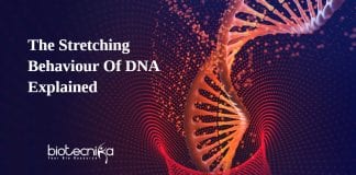 mechanical properties of DNA molecules