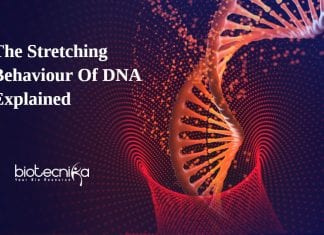 mechanical properties of DNA molecules