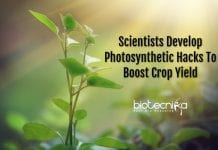 Scientists Discover Photosynthetic Hacks to Boost Crop Yield photosynthetic hacks to boost yield