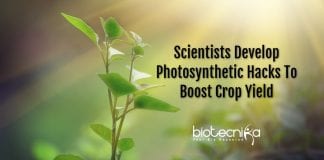 photosynthetic hacks to boost yield