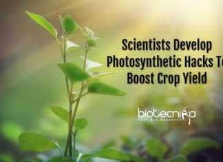 photosynthetic hacks to boost yield