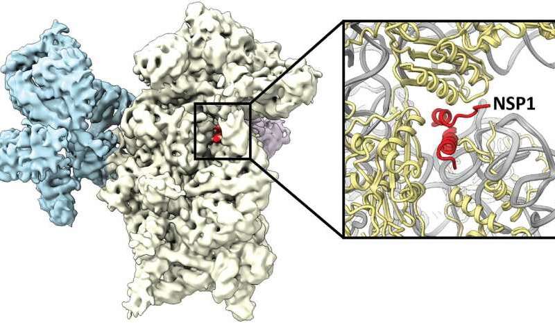 how coronavirus hijacks cell