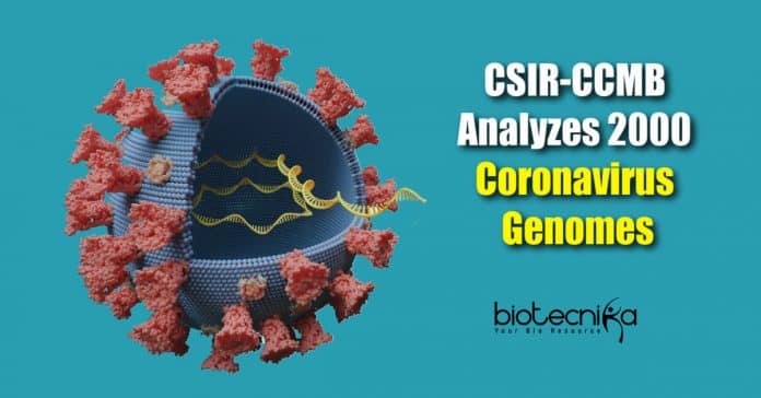 2000 coronavirus genomes analyzed (3)