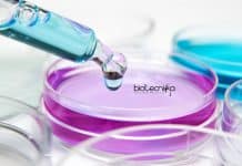 BHU PhD Immunology & Molecular Biology Research Associate Job BHU PhD Immunology