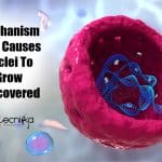 Mechanism Behind Expansion of Nucleus