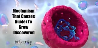 Mechanism Behind Expansion of Nucleus
