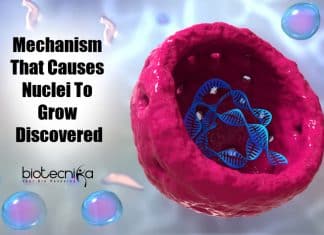 Mechanism Behind Expansion of Nucleus