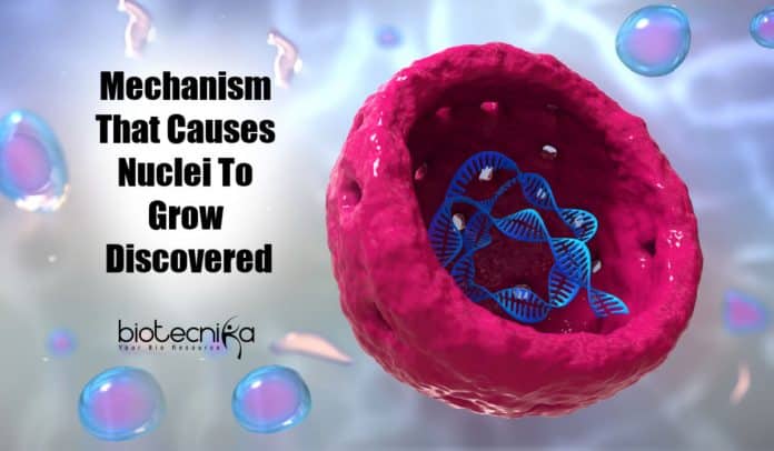 Mechanism Behind Expansion of Nucleus