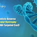 RCas9 to treat Muscular dystrophy