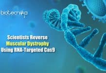 Scientists Reverse Muscular Dystrophy in Mice Using RNA-Targeted Cas9 RCas9 to treat Muscular dystrophy