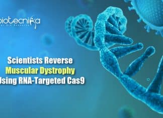 RCas9 to treat Muscular dystrophy