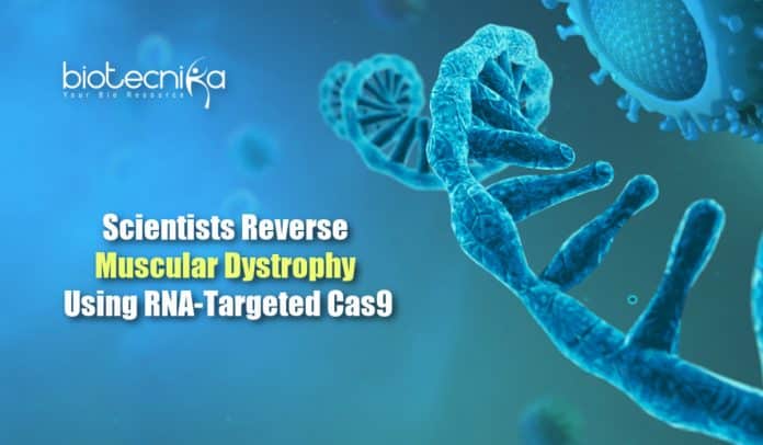 RCas9 to treat Muscular dystrophy