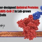 Researchers Develop Computer-Designed Antiviral Proteins Inhibiting SARS-CoV-2 in The Lab Computer-designed Antiviral Proteins
