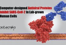 Computer-designed Antiviral Proteins
