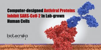 Computer-designed Antiviral Proteins