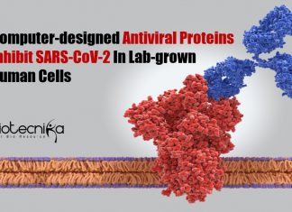 Computer-designed Antiviral Proteins